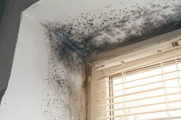 Affordable Bathroom Mold Removal solutions in Rockaway, NJ